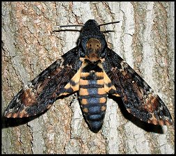 Sphinx tête-de-mort
