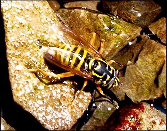 Spilomyia saltuum 1