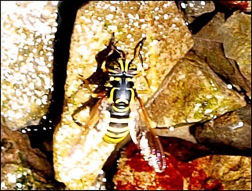 Spilomyia saltuum 2