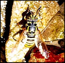 Spilomyia