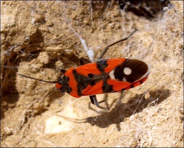 Spilostethus equestris 1