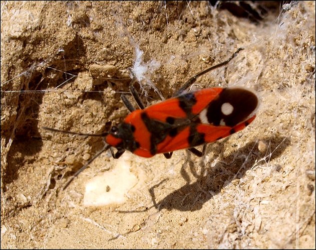 Spilostethus equestris 2