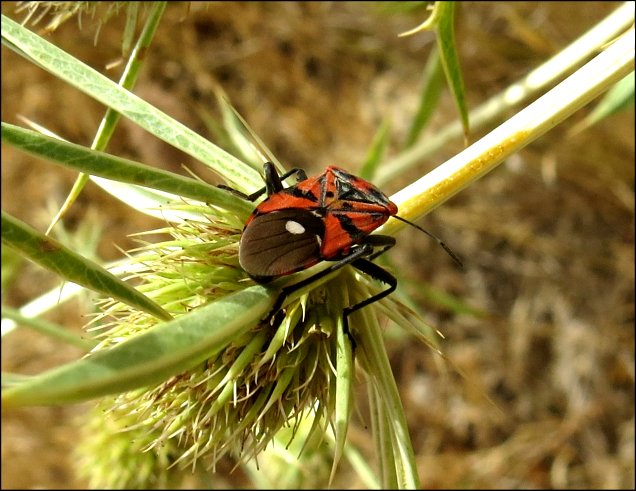 Spilostethus pandurus 7