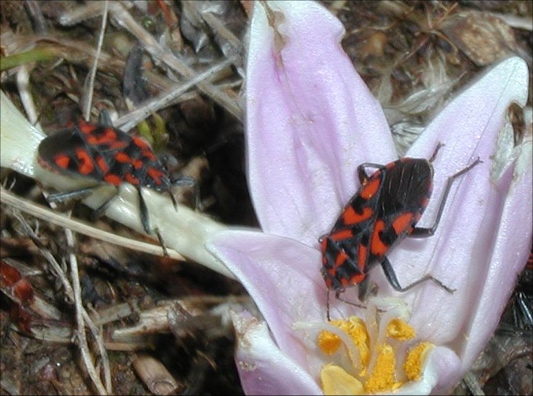 Spilostethus saxatilis 1