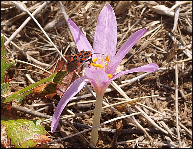 Spilostethus saxatilis 10