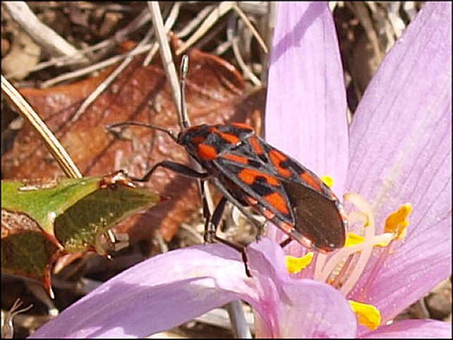 Spilostethus saxatilis 11