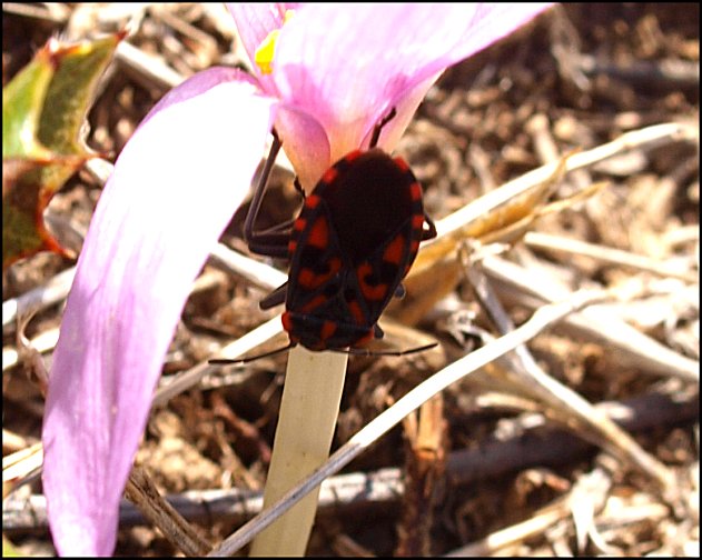 Spilostethus saxatilis 12