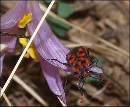 Spilostethus saxatilis 15