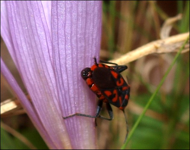 Spilostethus saxatilis 16