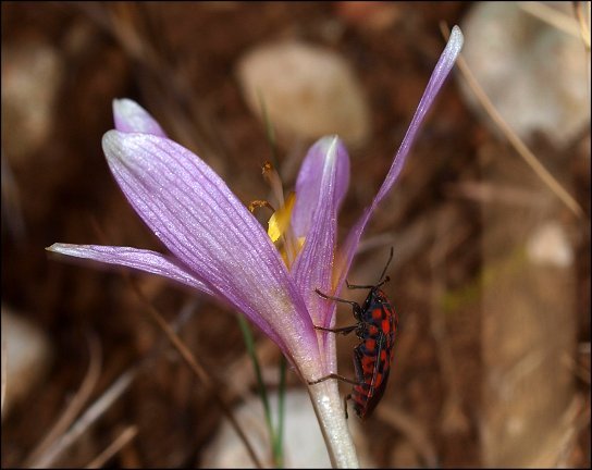 Spilostethus saxatilis 17