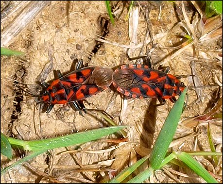 Spilostethus saxatilis 18