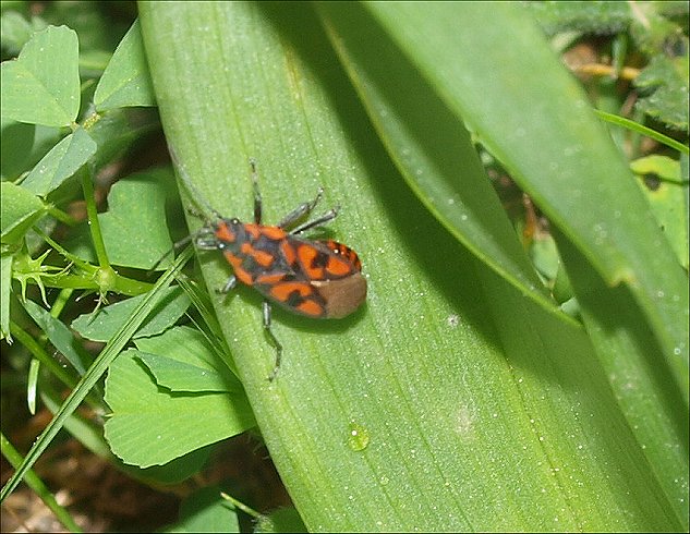 Spilostethus saxatilis 19