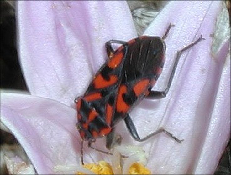 Spilostethus  saxatilis 2