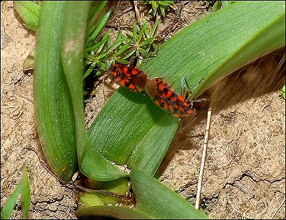 Spilostethus saxatilis 20