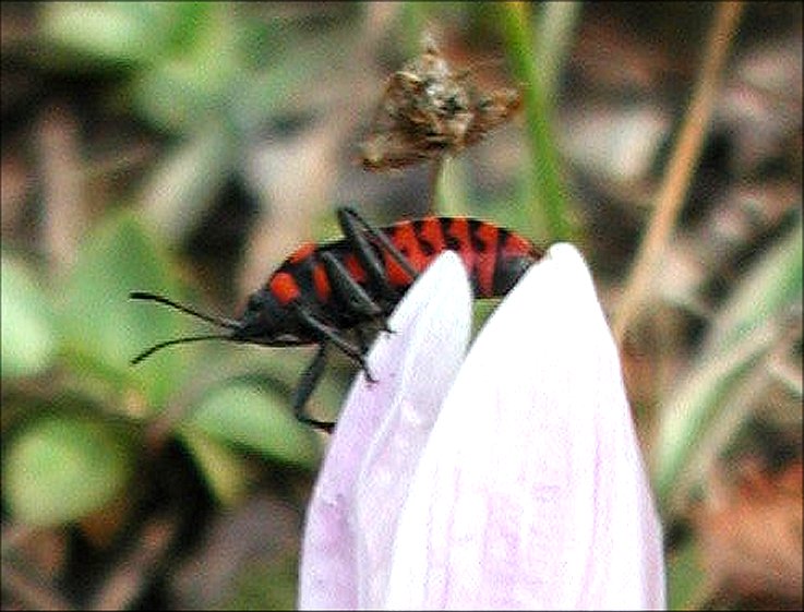 Spilostethus  saxatilis 3