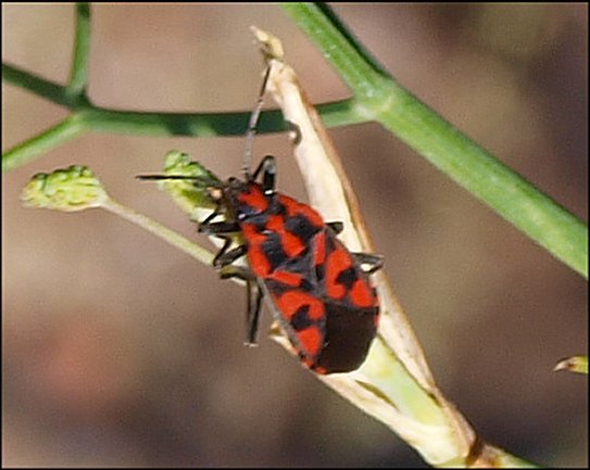 Spilostethus saxatilis 4