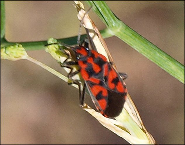 Spilostethus saxatilis 5