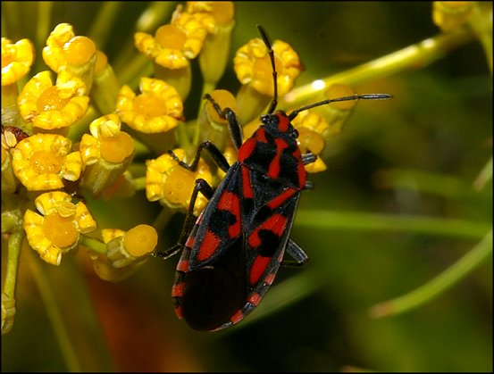 Spilostethus saxatilis 7