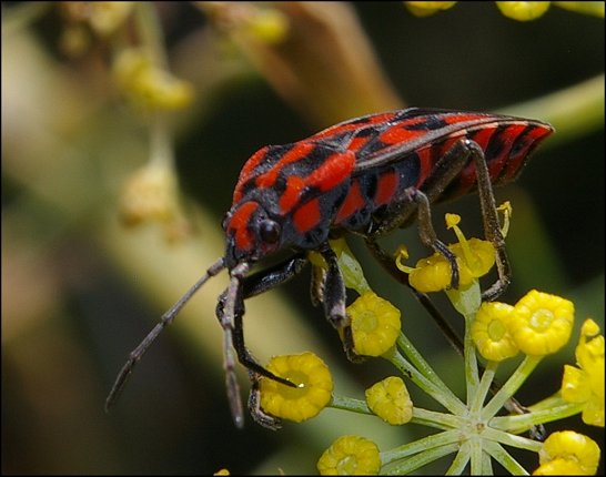 Spilostethus saxatilis 8