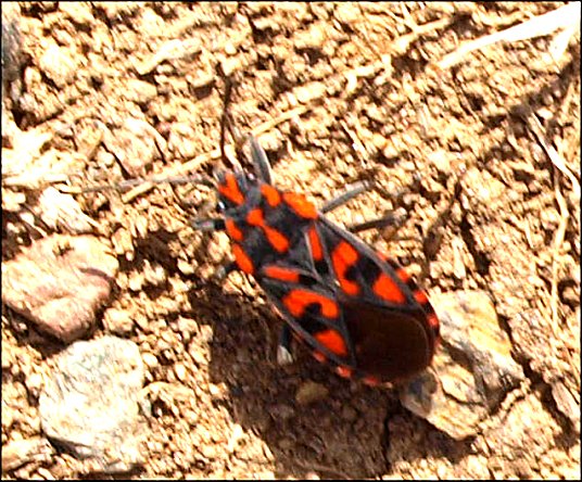 Spilostethus saxatilis 9