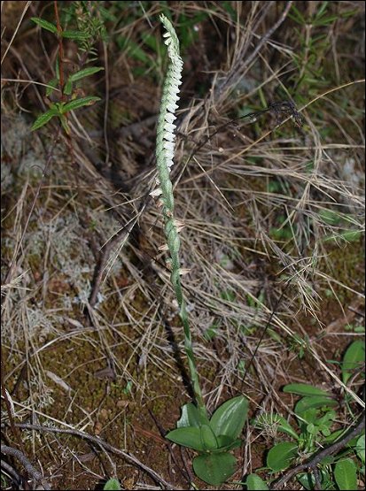 Spiranthes spiralis 1
