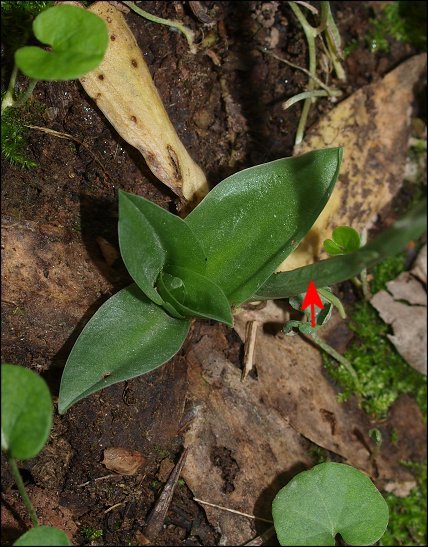 Spiranthes spiralis 10