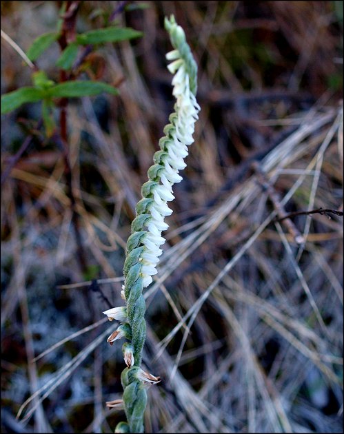 Spiranthes spiralis 2
