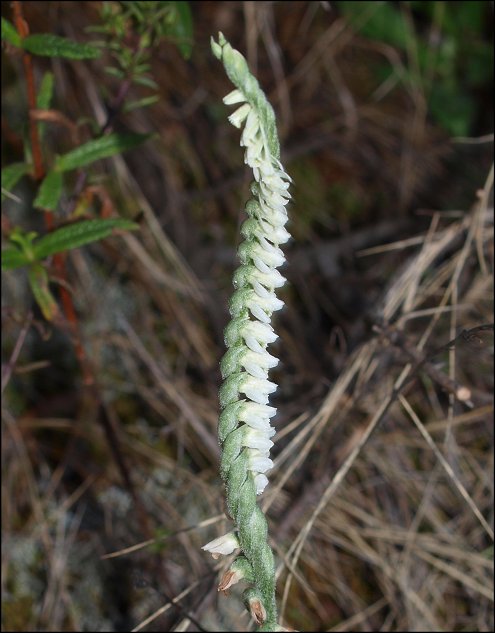 Spiranthes spiralis 3