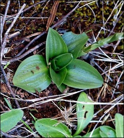 Spiranthes spiralis 4
