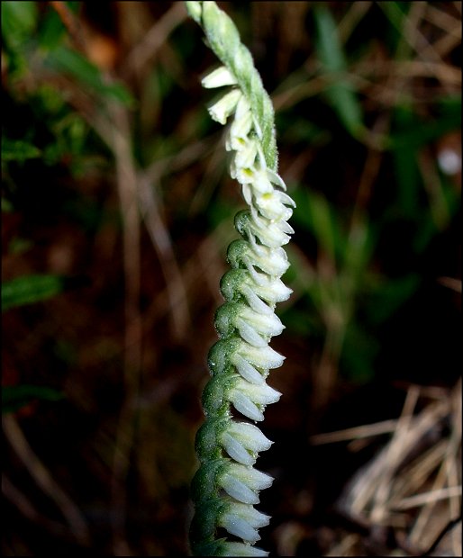 Spiranthes spiralis 5
