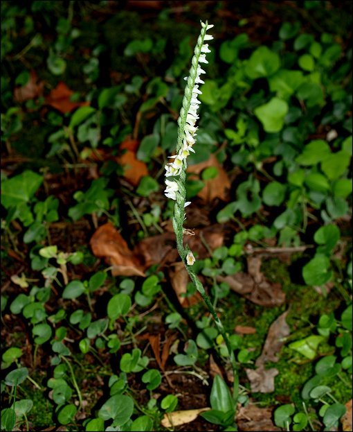 Spiranthes spiralis 6