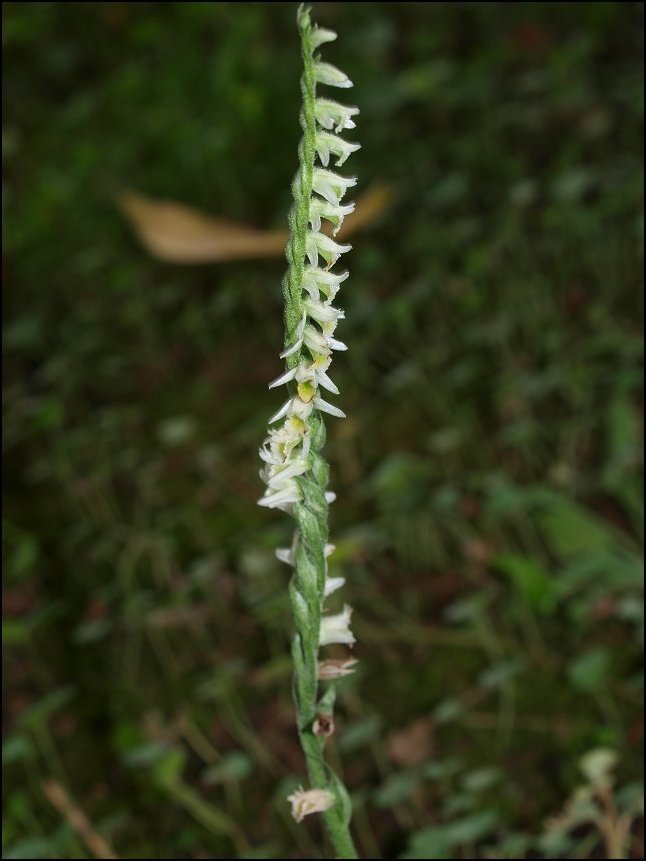 Spiranthes spiralis 7