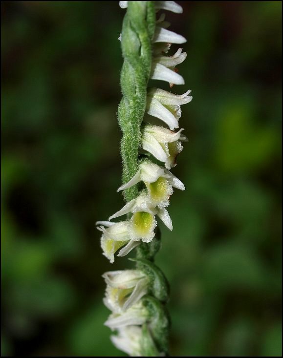 Spiranthes spiralis 8