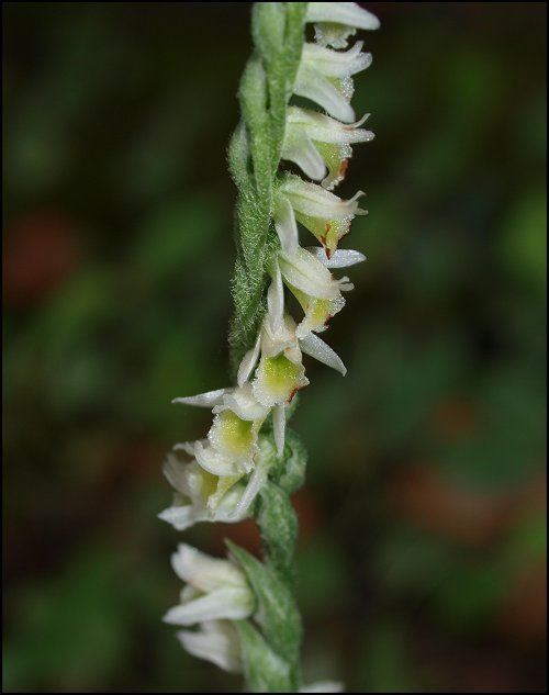 Spiranthes spiralis 9