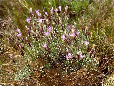 Staehelina dubia 1