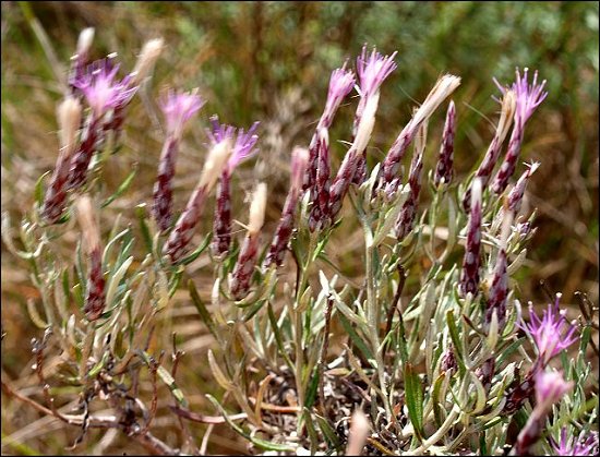 Staehelina dubia 2