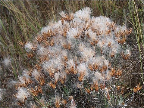 Staehelina dubia 4