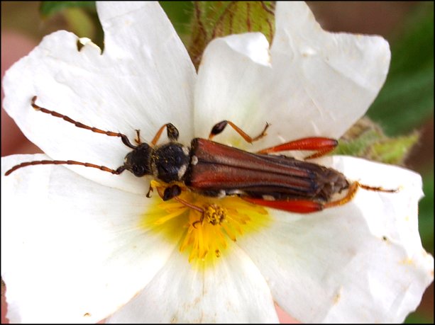 Stenopterus rufus 1