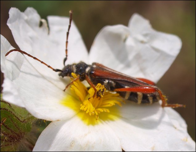 Stenopterus rufus 2