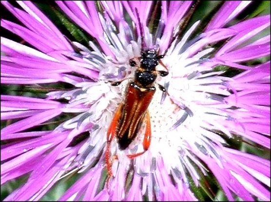 Stenopterus rufus 3