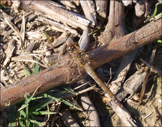 Sympetrum fonscolombii 1
