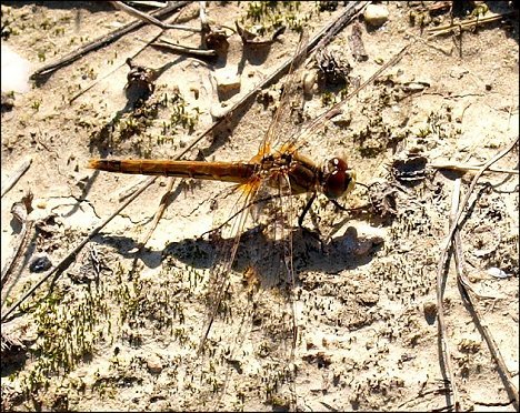 Sympetrum fonscolombii 2