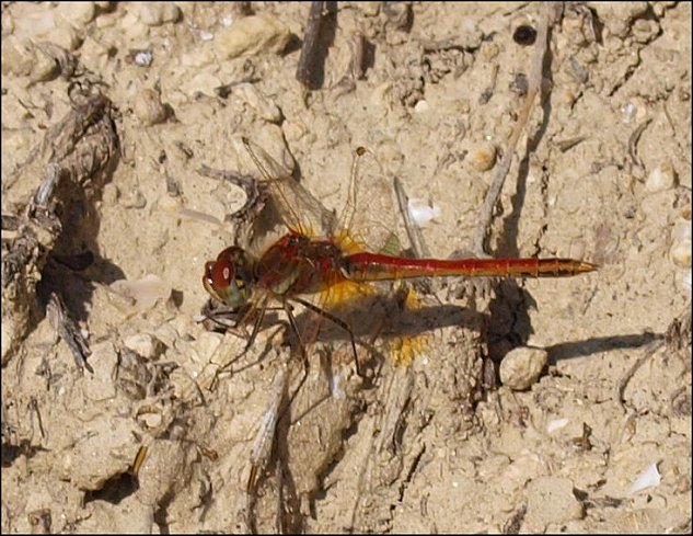 Sympetrum fonscolombii 3