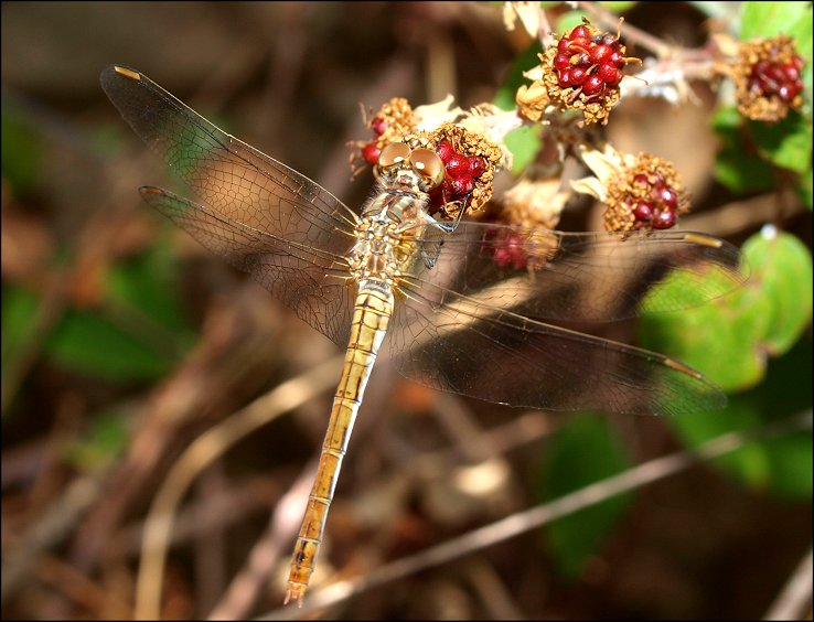 Sympetrum meridionale 1