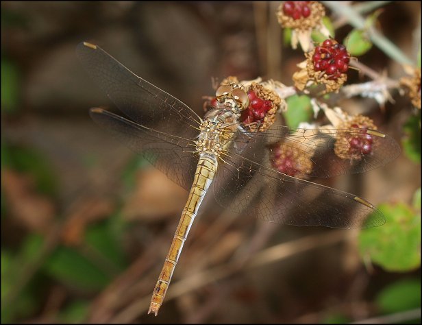 Sympetrum meridionale 2