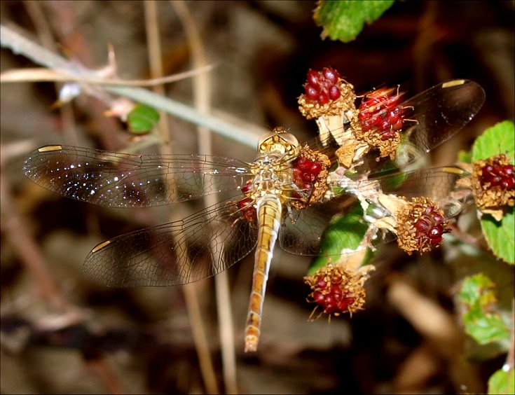 Sympetrum meridionale 3