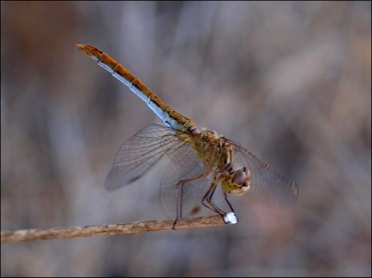 Sympetrum meridionale 4