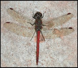 Sympetrum rouge-sang