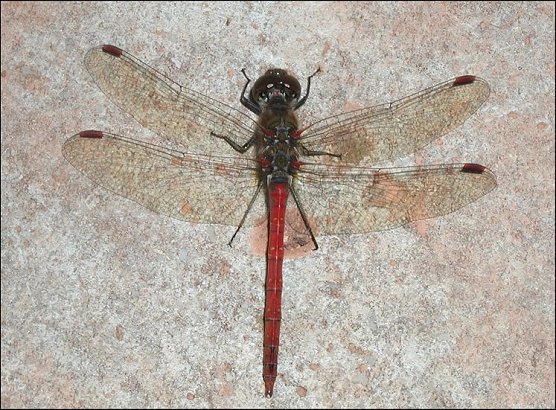 Sympetrum sanguineum 1