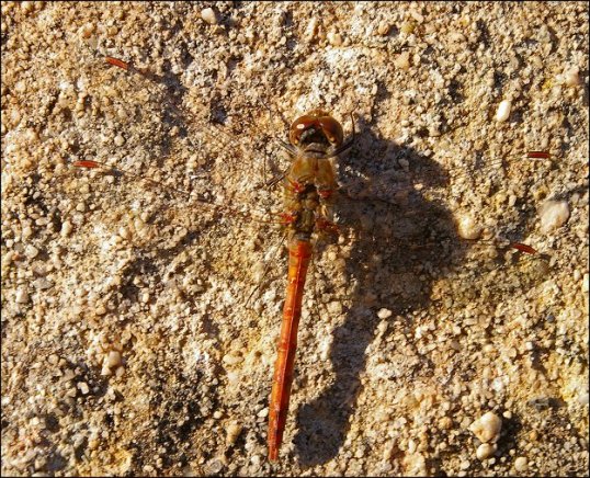 Sympetrum sanguineum 3